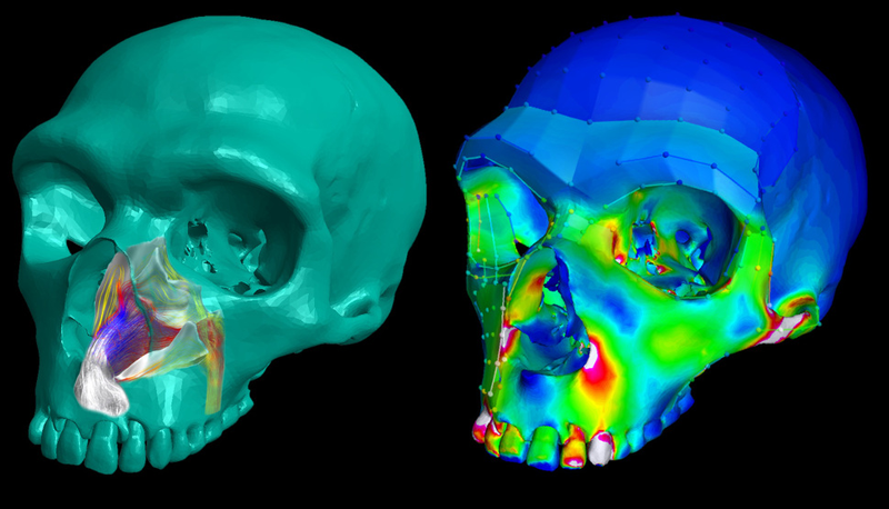 3D computer models of Neanderthal skulls used in the study.